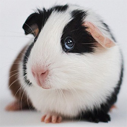 Meerschweinchen