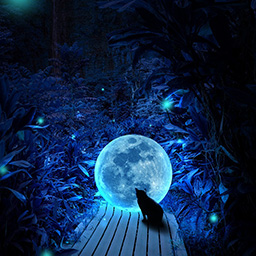 Katze und Mond