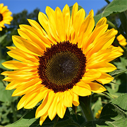 Sonneblume