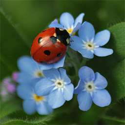 Marienkäfer