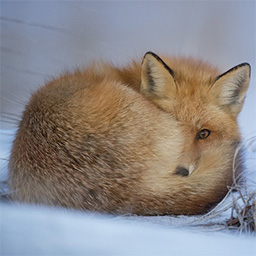 Fuchs im Schnee