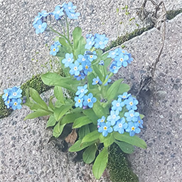Vergissmeinnicht Blüten