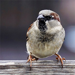 Spatz