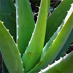 Aloe Vera