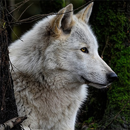 Wolf im Wald