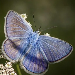 Schmetterling