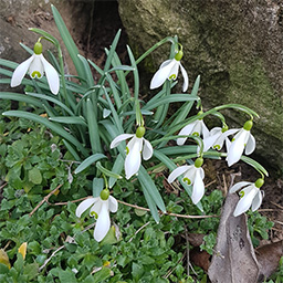 Frühling